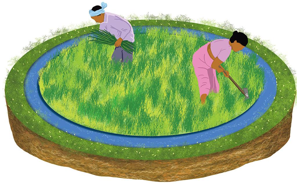 Crop water budgeting